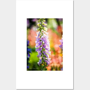 Purple Delphinium #1 Posters and Art